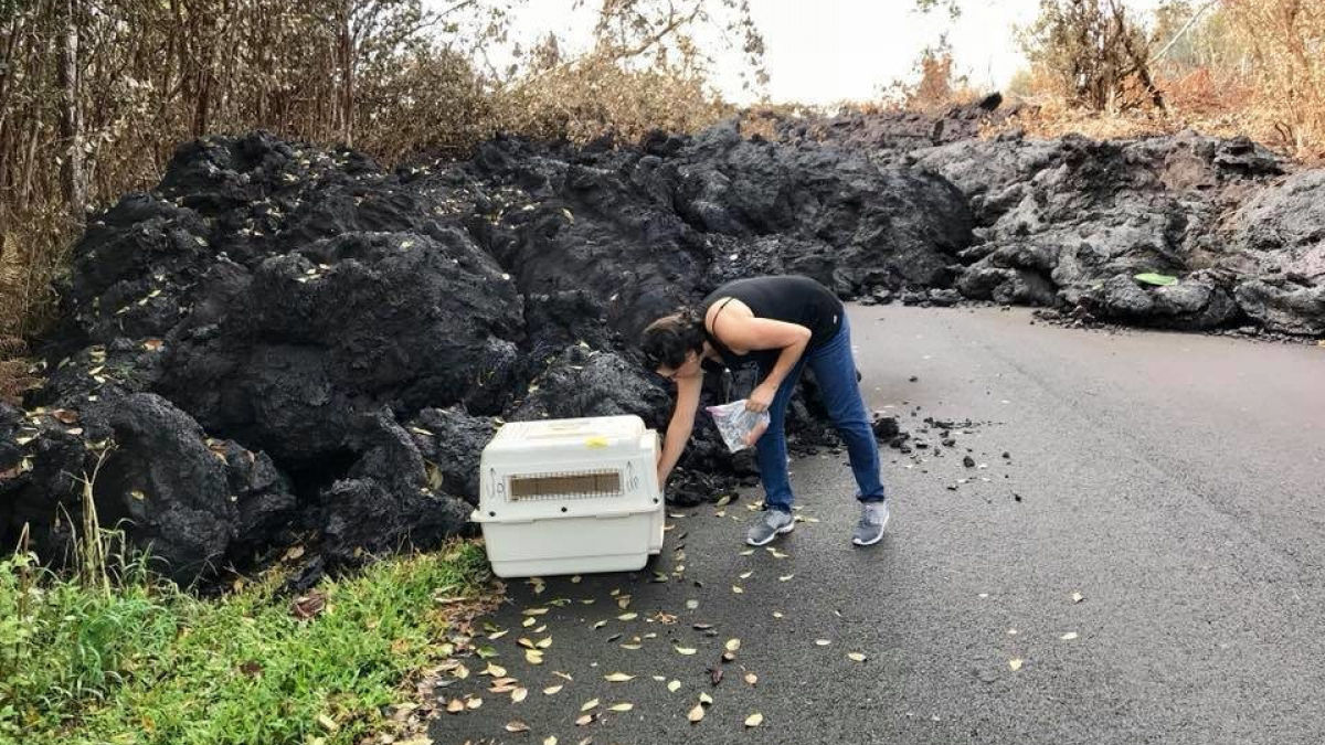 Illustration : "Deux chiens ont été retrouvés vivants, coincés par la lave du volcan Kilauea"