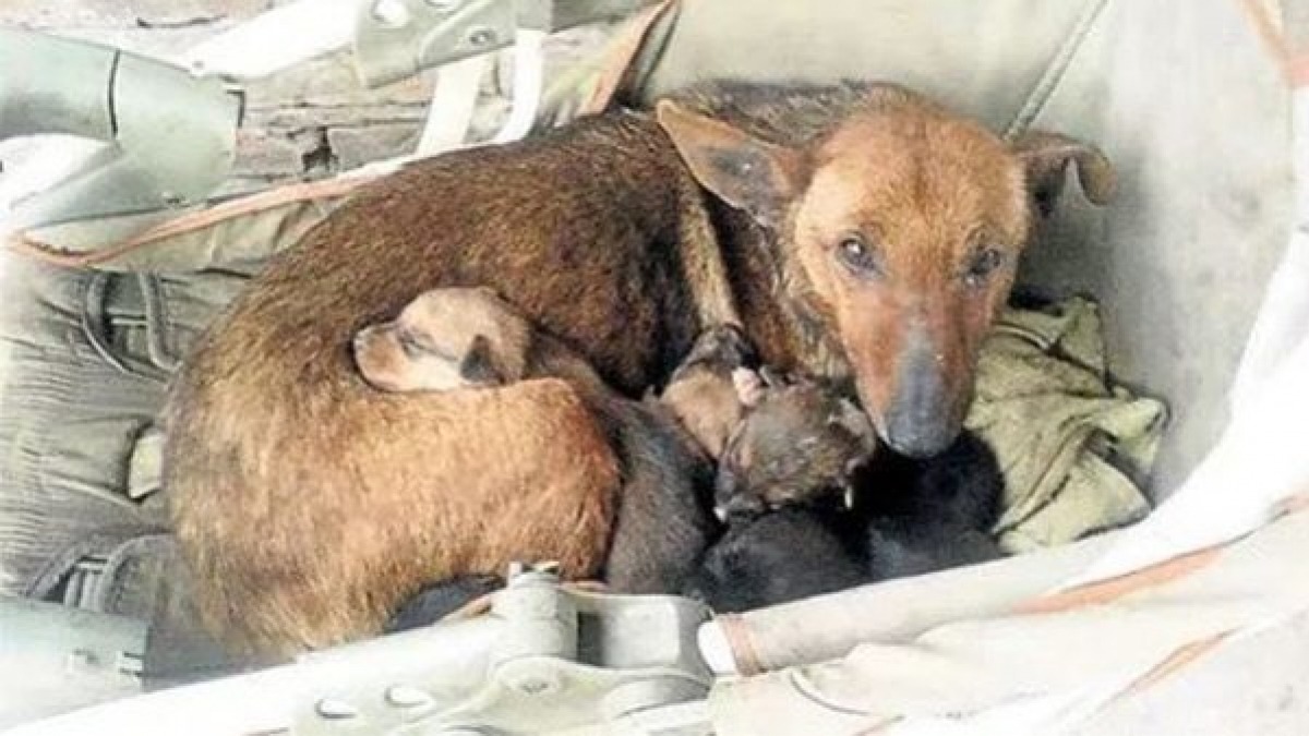 Illustration : "Une chienne errante doit nourrir ses chiots en plein hiver, son instinct maternel fait d'elle une véritable héroïne !"
