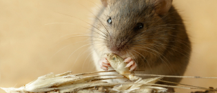 Illustration : "Que mange une souris ?"