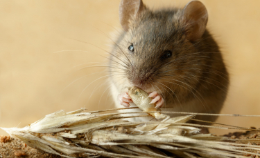 Illustration : "Que mange une souris ?"