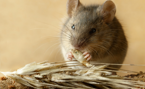 Comment nourrir une souris domestique ? L'alimentation d'une souris blanche