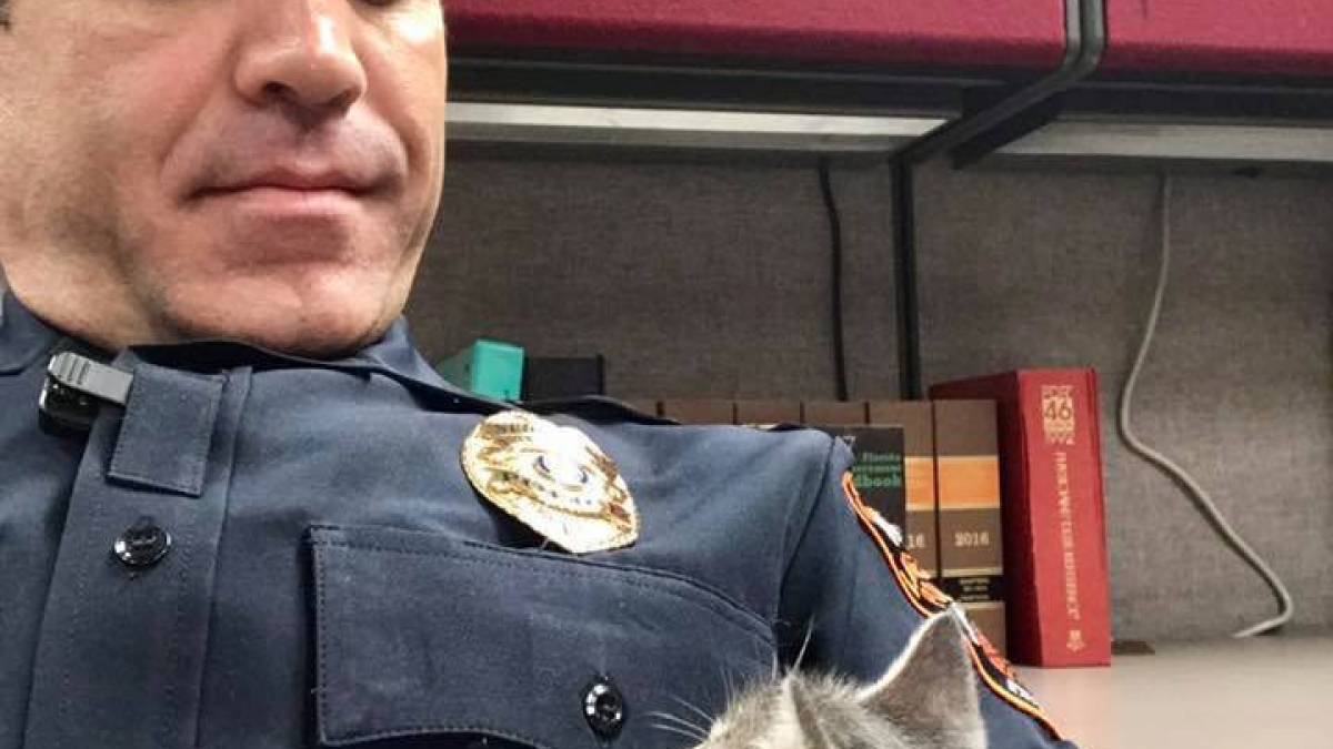 Illustration : "Un chaton perdu et abandonné trouve le réconfort chez un policier"