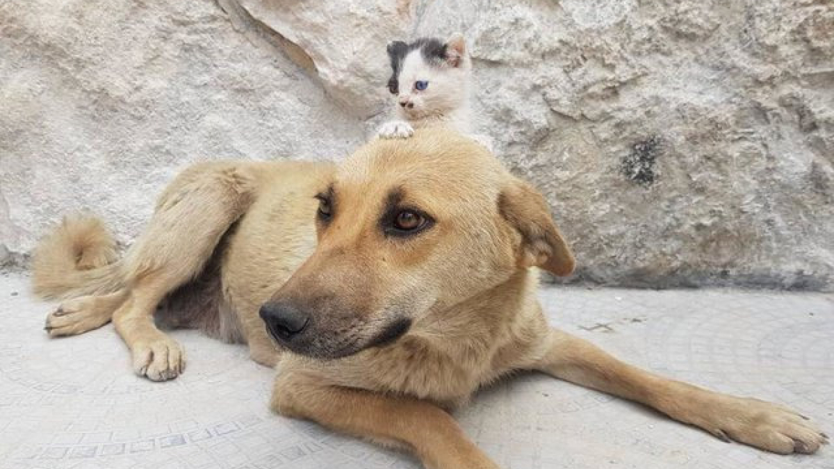Illustration : "Une chienne devient la mère adoptive d’un tout petit chaton"