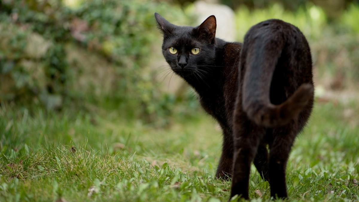 Illustration : "Elle perd son chat sur une aire d’autoroute et le retrouve un mois plus tard"