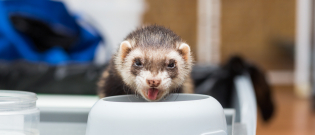 Illustration : "Que mange un furet ?"
