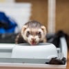 Illustration : Que mange un furet ?