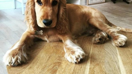Illustration : Un homme voit son chien tourner en rond de façon frénétique après une promenade. La raison est choquante !