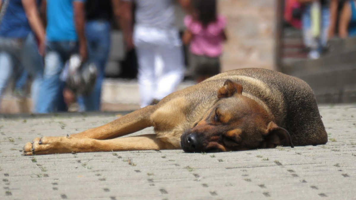 Illustration : "Un homme sauve un chien…et se retrouve condamné !"