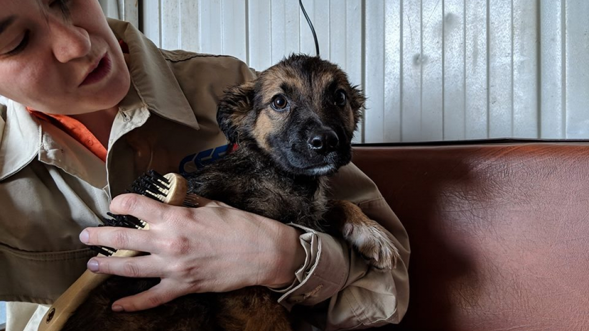 Illustration : "Les chiens radioactifs de Tchernobyl vers l’adoption aux États-Unis"