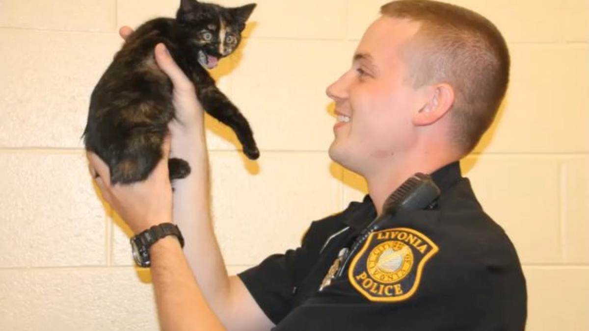 Illustration : "Un policier sauve la vie d’un chaton terrifié, en plein milieu d’une autoroute"