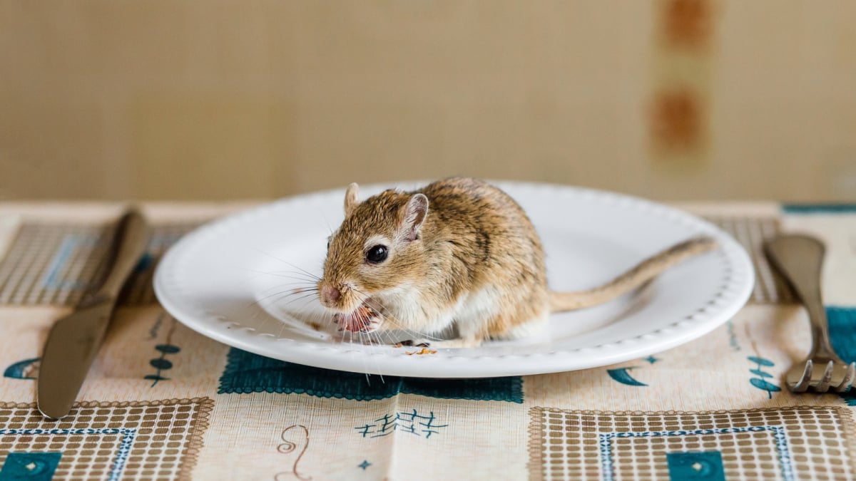 La gerbille : adopter et élever une gerbille à la maison