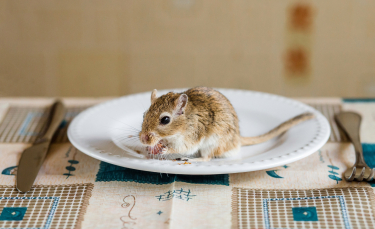 Illustration : "Que mange une gerbille ?"