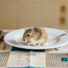 Illustration : Que mange une gerbille ?
