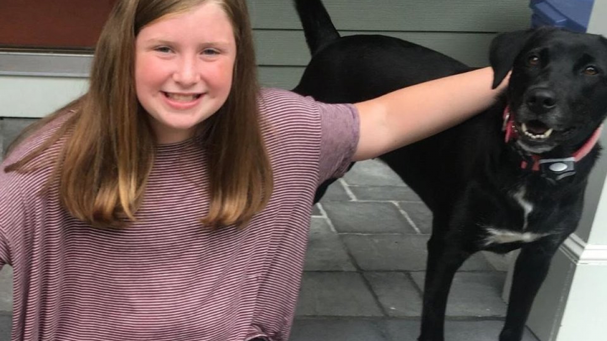 Illustration : "Une jeune fille de 12 ans a sauvé la vie d’une centaine de chiens !"