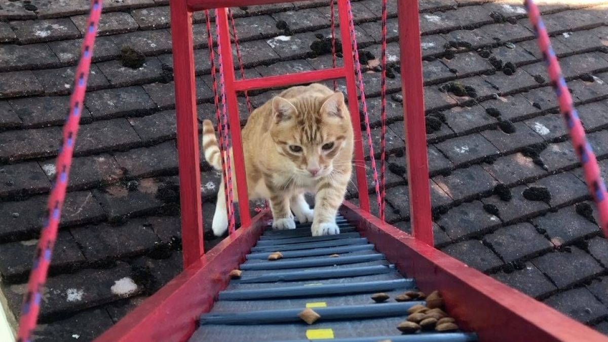 Illustration : "Un chat voit son maître lui construire un pont pour lui éviter de sauter !"