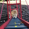 Illustration : Un chat voit son ma&icirc;tre lui construire un pont pour lui &eacute;viter de sauter !
