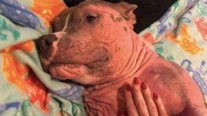 Illustration : Un PitBull atteint de la gale a été sauvé par une famille d’accueil : il est complètement méconnaissable 