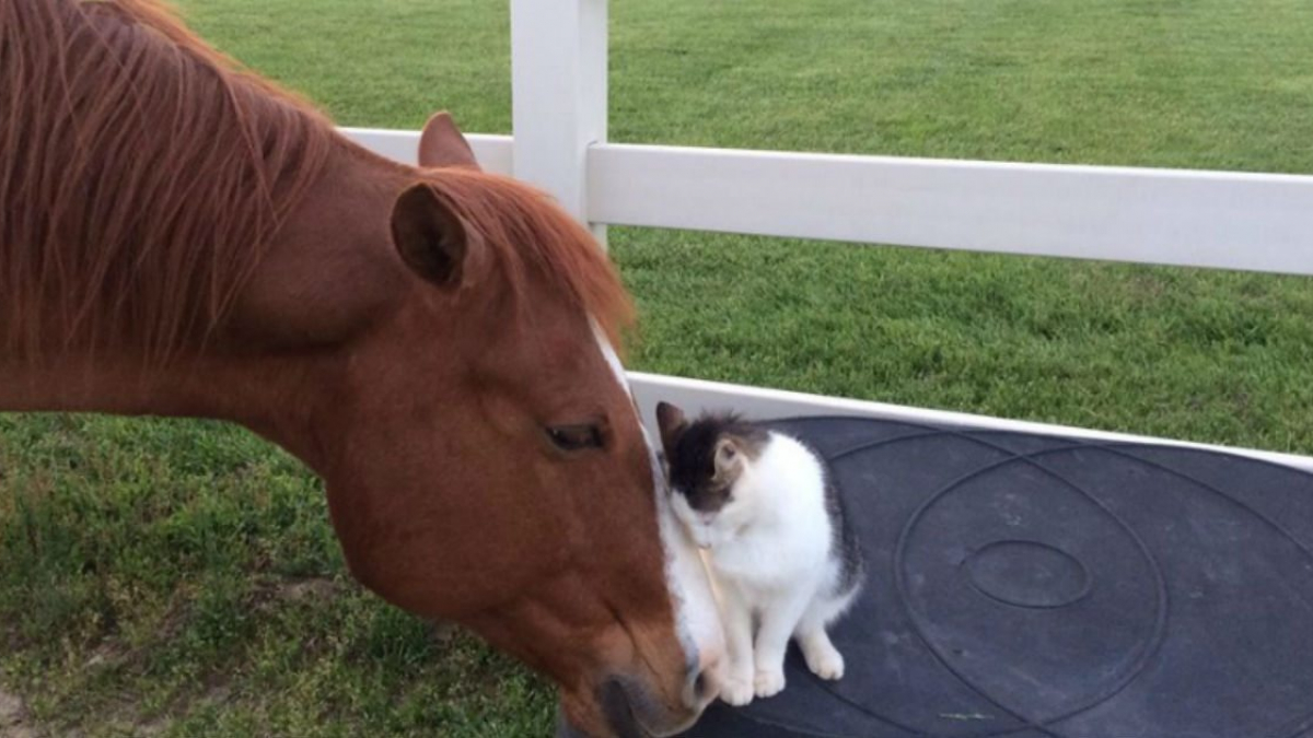 Illustration : "Un cheval et un chat entretiennent une relation unique"