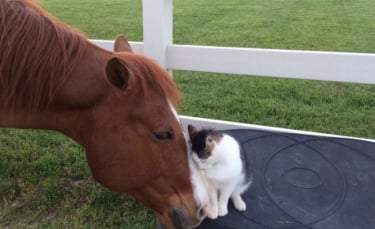 Illustration : "Un cheval et un chat entretiennent une relation unique"