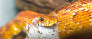 Illustration : "Que mange un serpent ?"