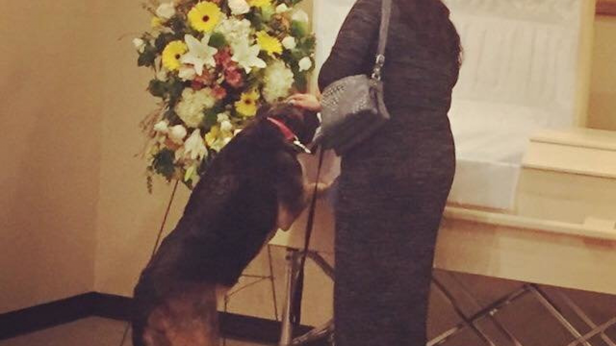 Illustration : "Un chien autorisé par la maison funéraire à dire au revoir à son maître"