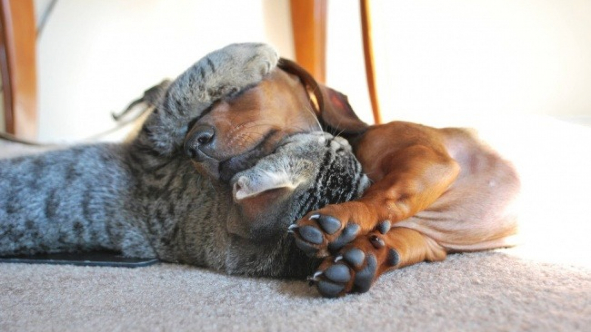 Illustration : "20 photos révélant des amitiés fortes entre chats et chiens "
