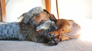 Illustration : "20 photos révélant des amitiés fortes entre chats et chiens "