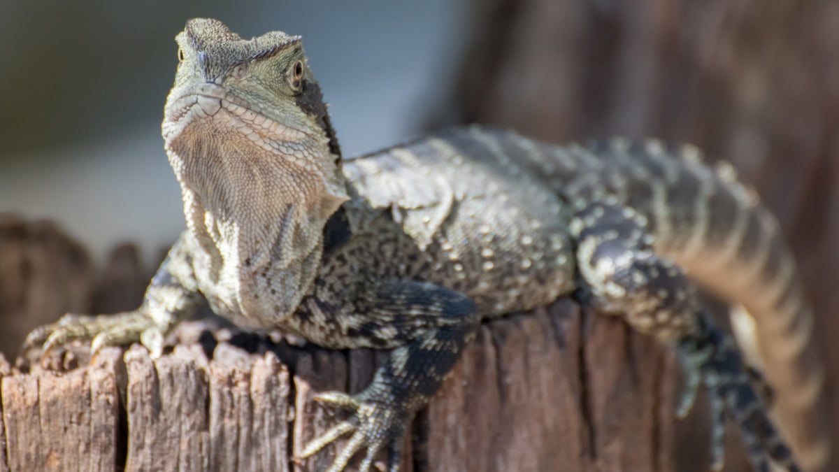 Illustration : "Que mange un lézard ?"