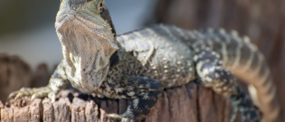 Illustration : "Que mange un lézard ?"