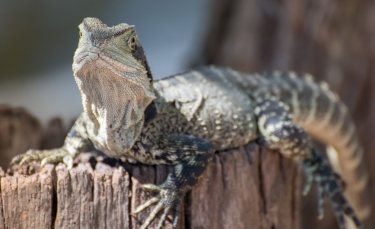 Illustration : "Que mange un lézard ?"