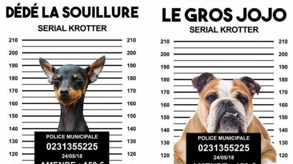 Illustration : "Une ville fait la chasse aux crottes de chiens…et fait le buzz !"