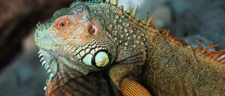 Illustration : "Que mange votre iguane ? "