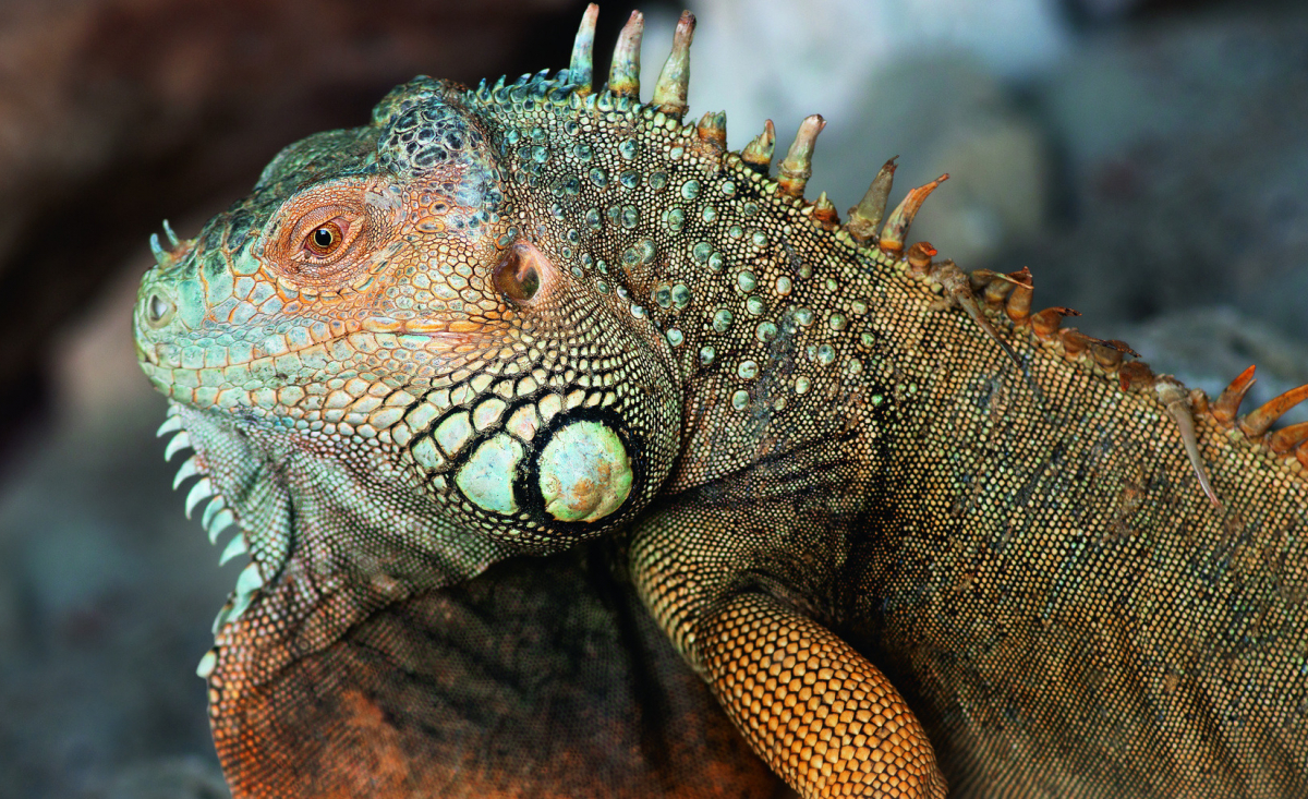 Illustration : "Que mange un iguane ? "
