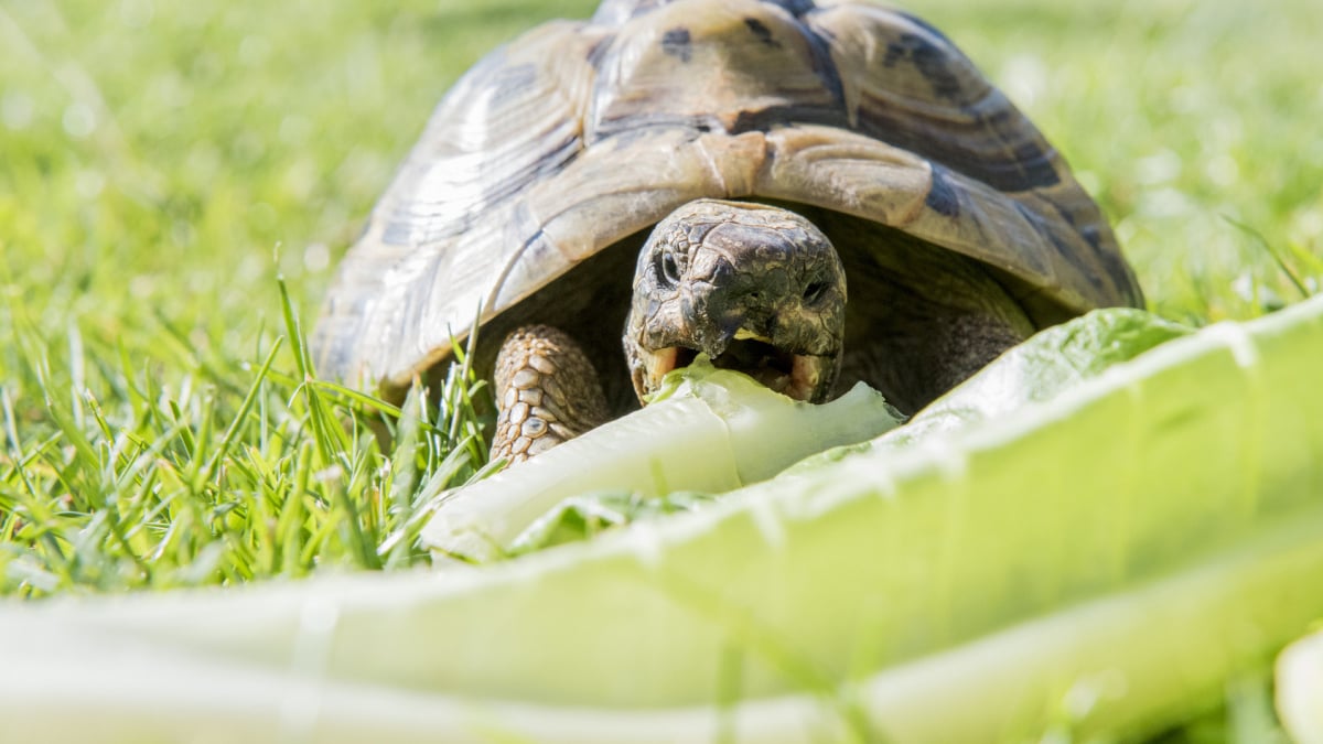 Illustration : "Que mange une tortue ?"