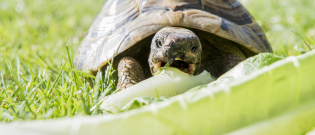 Illustration : "Que mange une tortue ?"