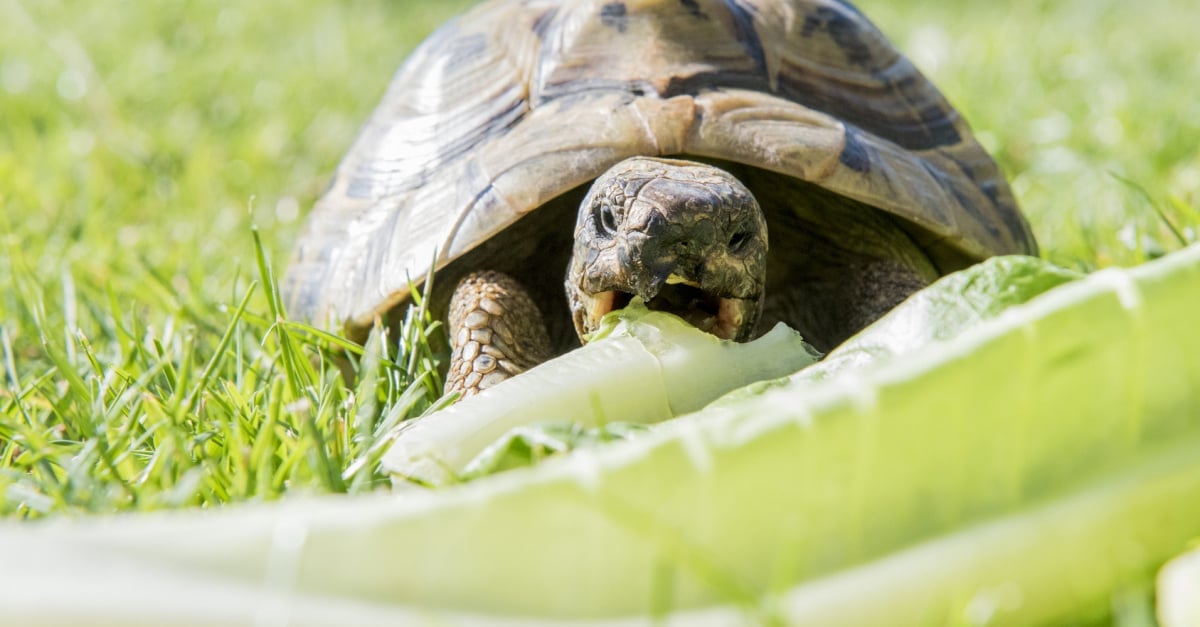 Que Mange Une Tortue Les Aliments Autorisés Et à éviter