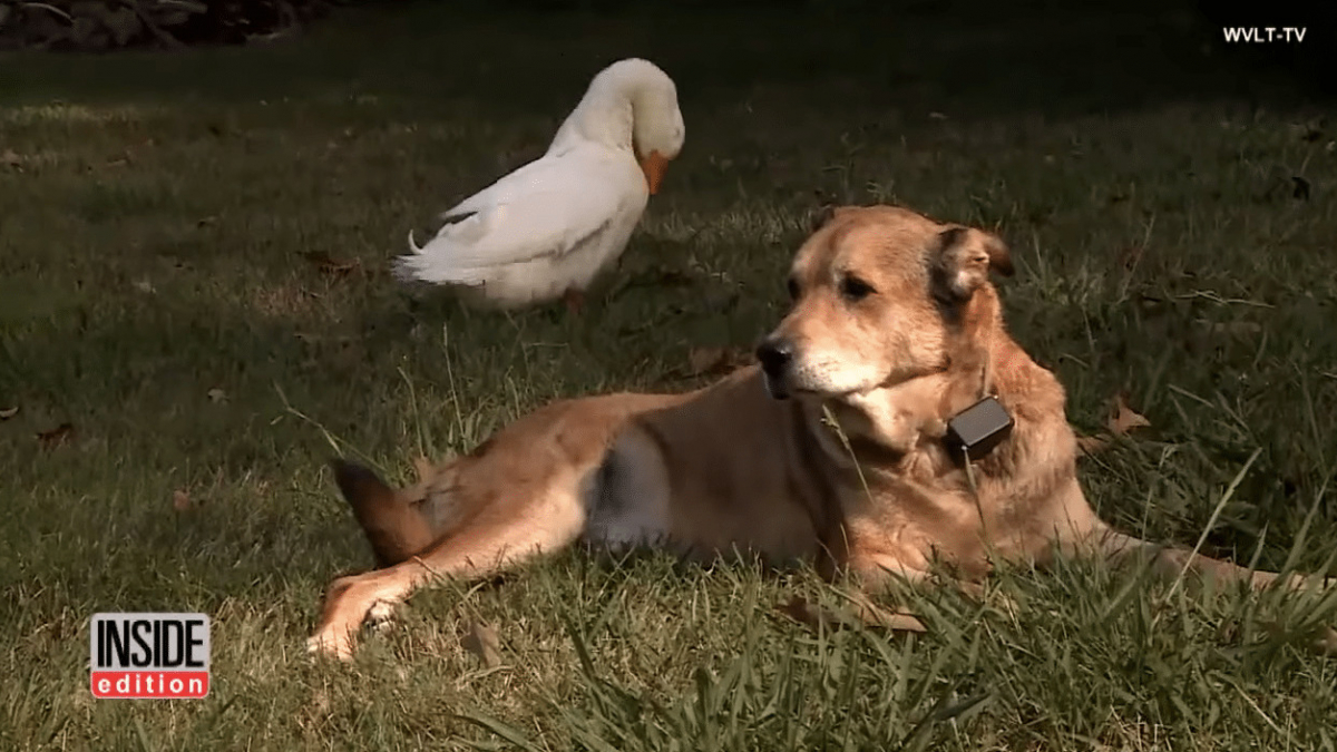 Illustration : "Un chien sort de sa dépression grâce à une amitié nouée avec un canard"