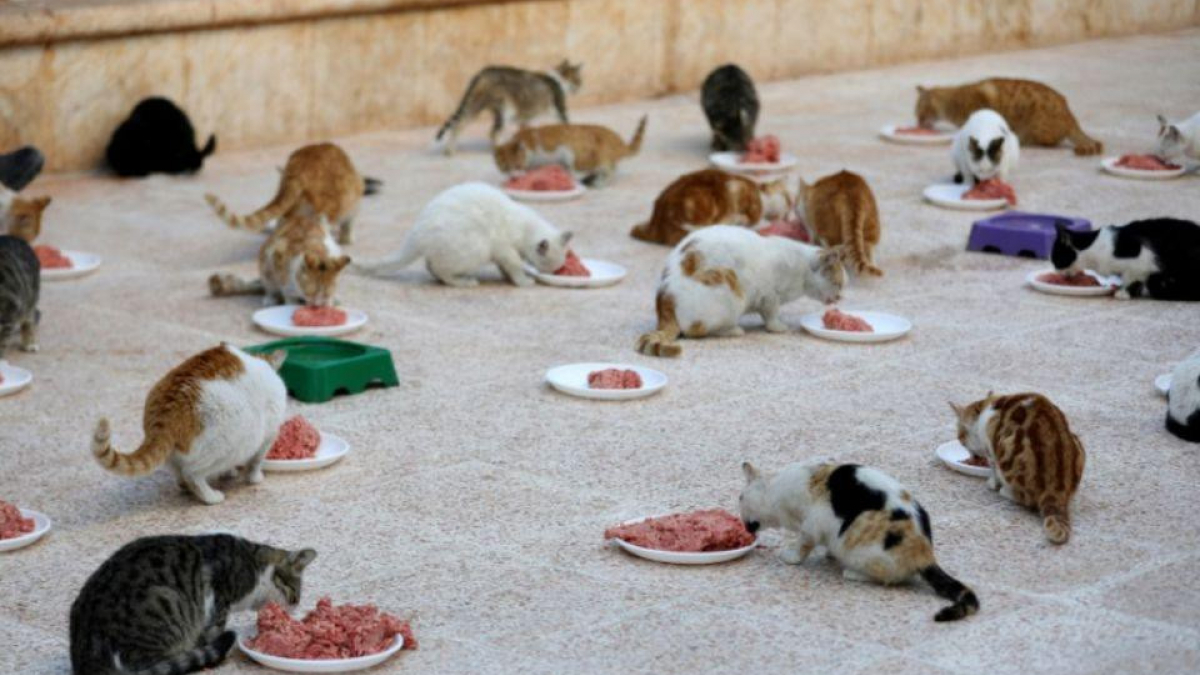 Illustration : "Un refuge pour chats ouvert en Syrie, au milieu des bombardements"