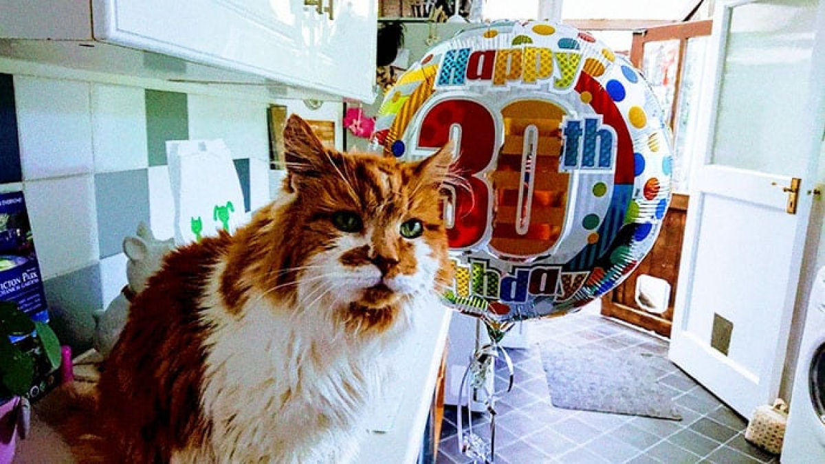 Illustration : "Un chat anglais considéré comme le plus vieux du monde, à 30 ans !"