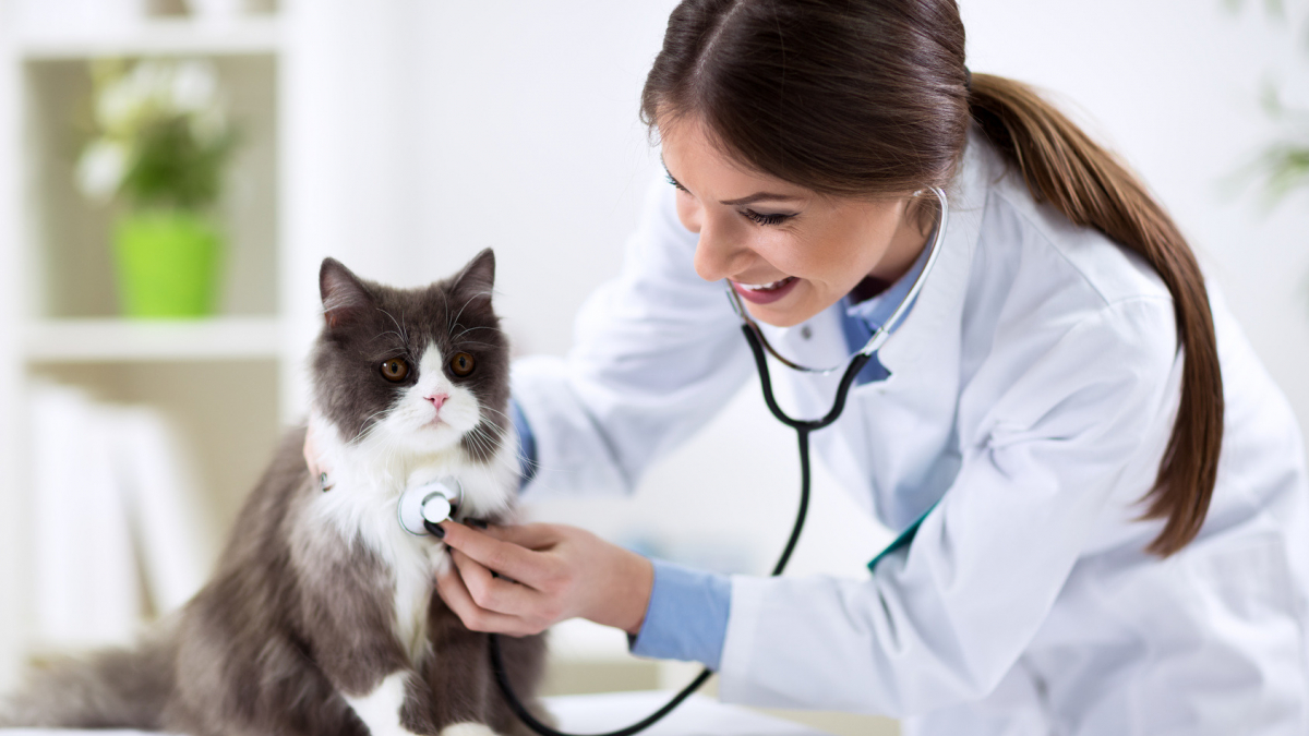 Illustration : "La première visite de votre chaton chez le vétérinaire"