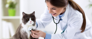 Illustration : "La première visite de votre chaton chez le vétérinaire"