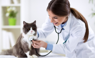 Illustration : "La première visite de votre chaton chez le vétérinaire"