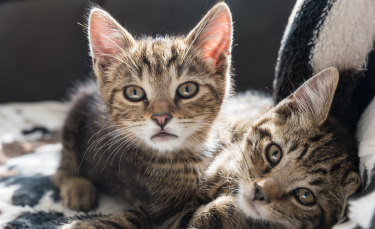 Illustration : "L’accouplement chez le chat"