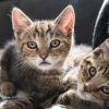 Illustration : L&rsquo;accouplement chez le chat