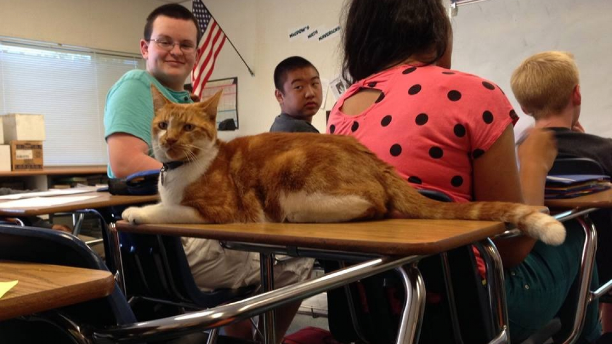 Illustration : "Ce chat se rend quotidiennement au lycée local et finit par être « diplômé »"