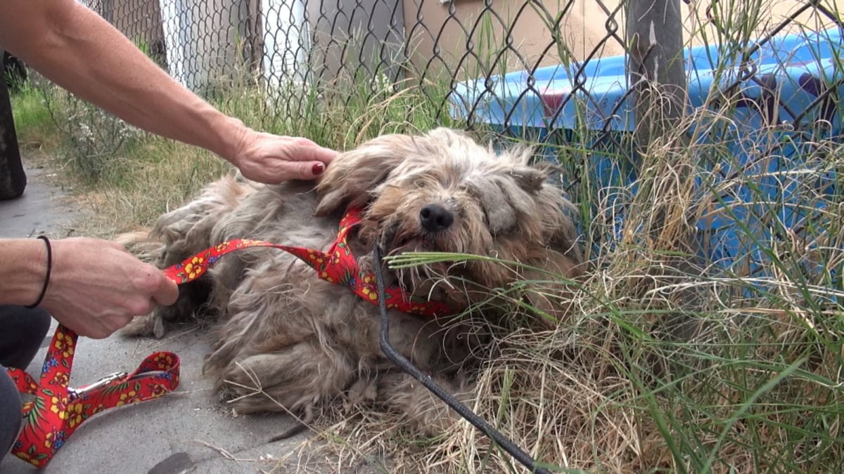 Illustration : "Un chien abandonné avec une fourrure dans un état déplorable est secouru et complètement rasé ! "