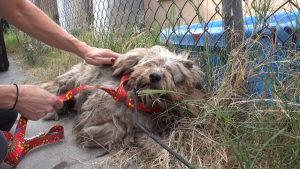 Illustration : "Un chien abandonné avec une fourrure dans un état déplorable est secouru et complètement rasé ! "
