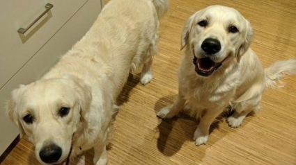 Illustration : 2 Goldens Retrievers aident un enfant de 15 mois à sortir de sa chambre pour obtenir des friandises (vidéo)