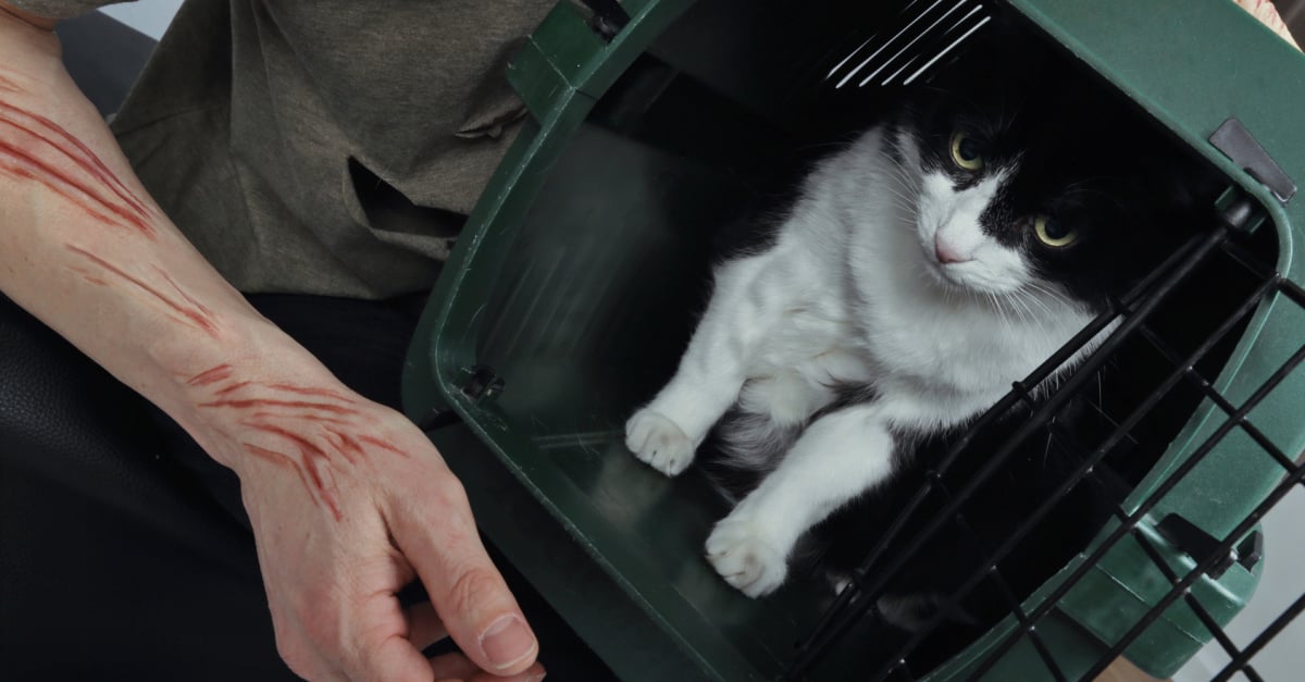 Qu Est Ce Que La Maladie Des Griffes Du Chat Et Comment La Traiter