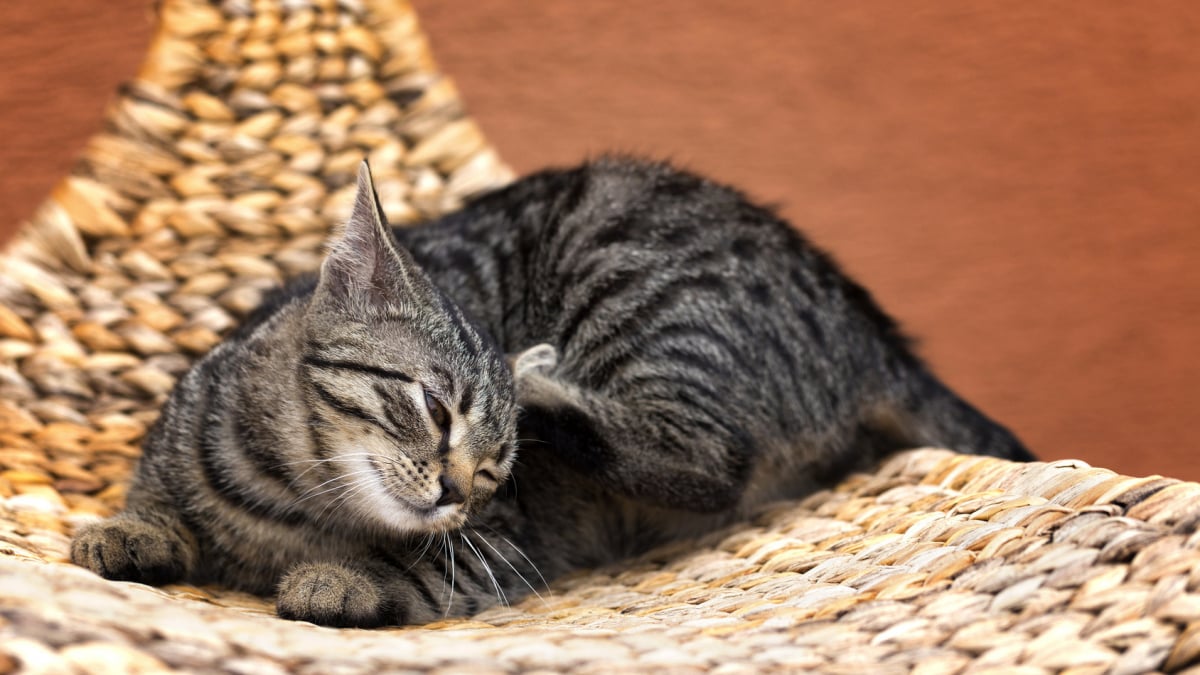 Venir à Bout Des Puces De Votre Chat